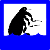 drowning flea